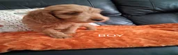 Cockapoo dogs for sale: F1 Cockerpoo Puppies - Advert 6