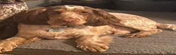 Cocker Spaniel dogs for sale: Blue roan cocker spaniels  - Advert 7
