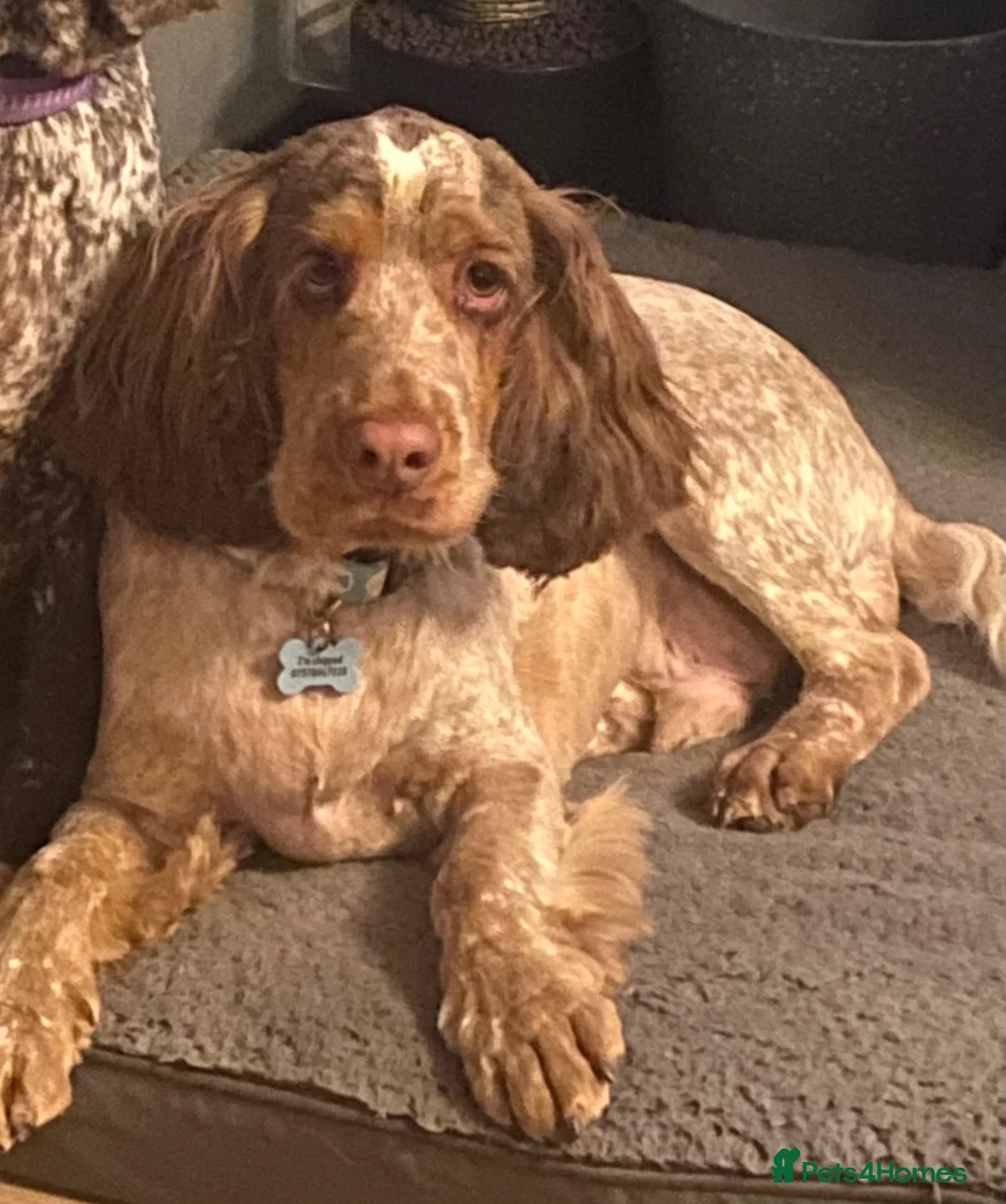 Cocker Spaniel dogs for sale: Blue roan cocker spaniels  - Advert 7
