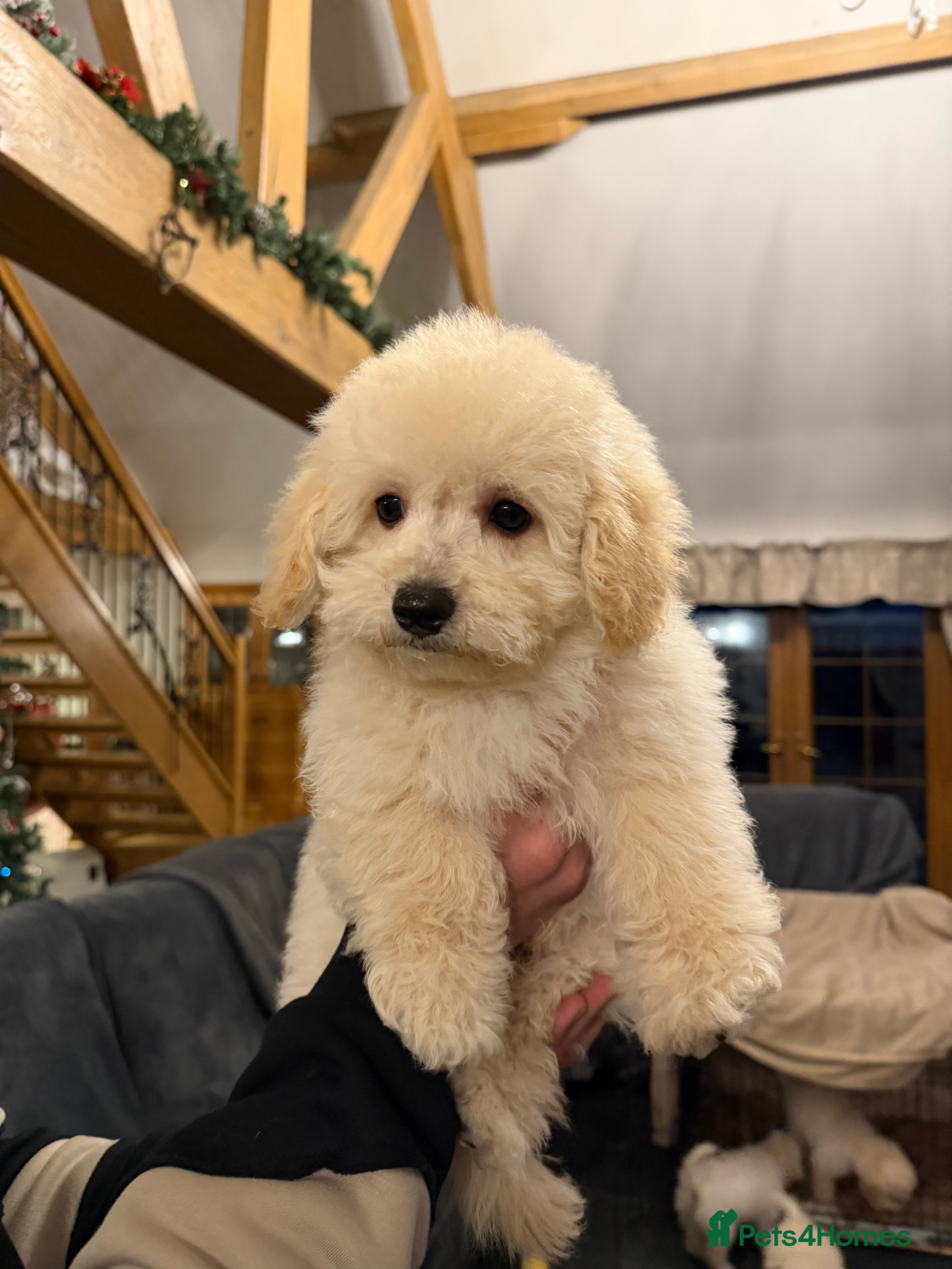 Mixed Breed dogs Beautiful maltipoo pups  - Advert 5