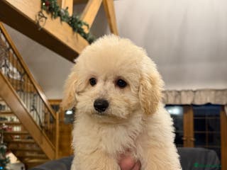 Mixed Breed dogs Beautiful maltipoo pups - Advert 5