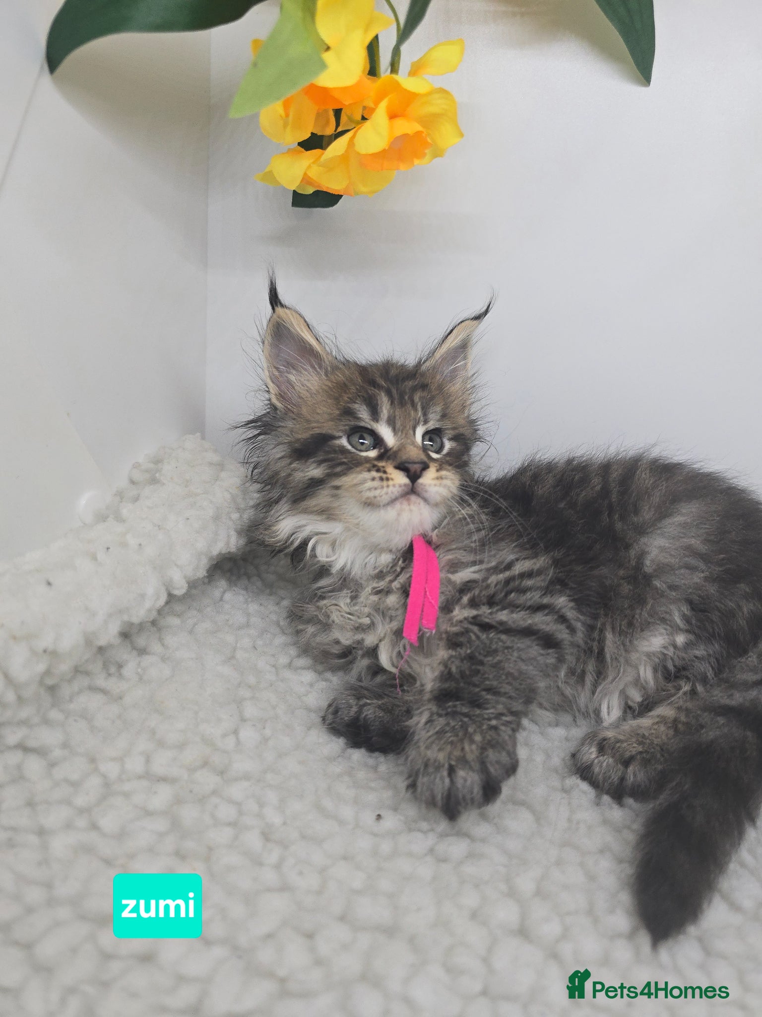 Maine Coon cats Stunning Silver & Black Tabby Maine Coon Kittens - Advert 1