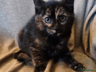 Mixed Breed cats for sale: 3 male ginger and 3 female Tortie kittens - Advert 1