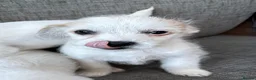Mixed Breed dogs for sale: Jack Russel terriers  - Advert 9