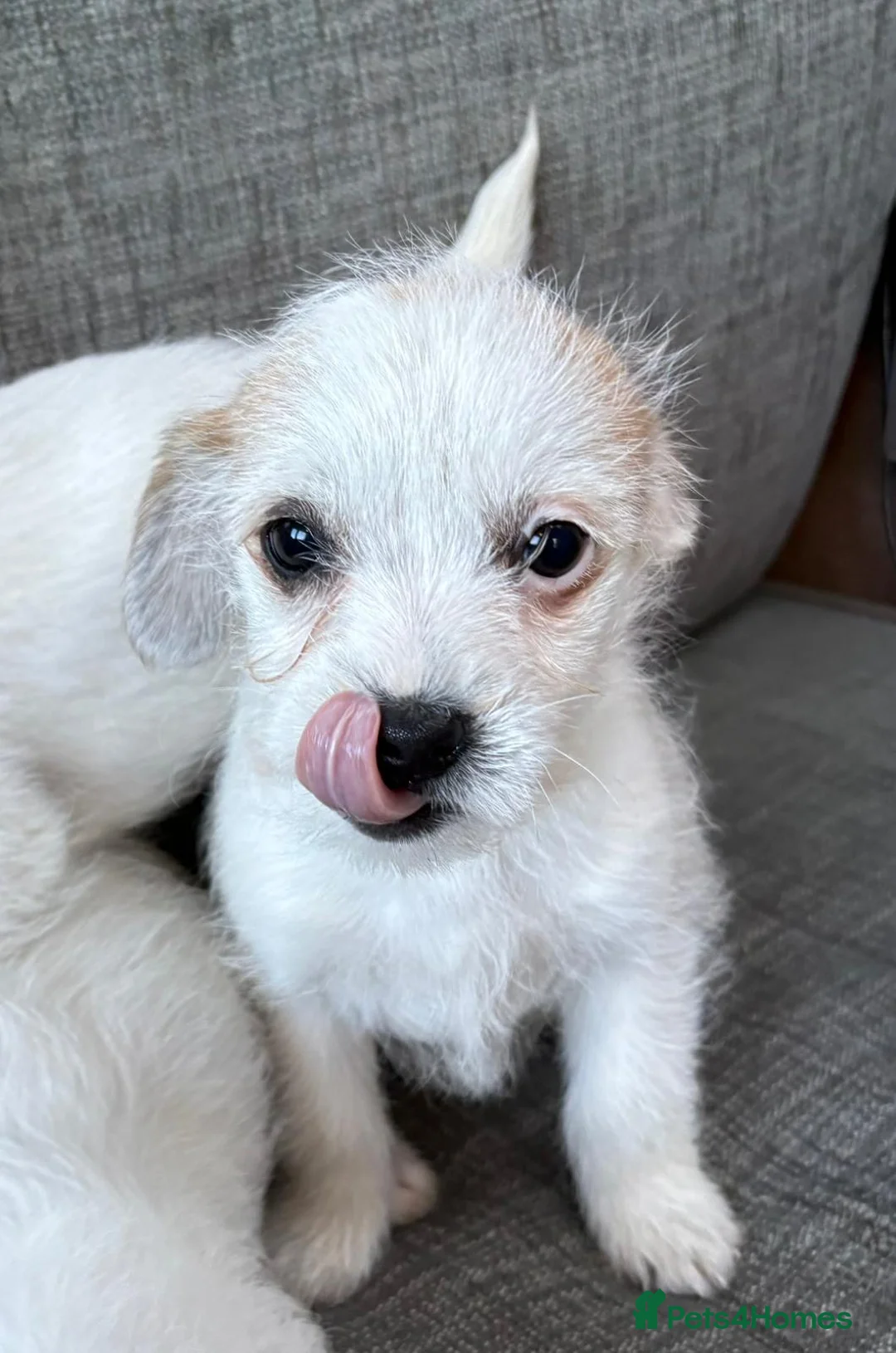 Mixed Breed dogs for sale: Jack Russel terriers  - Advert 9