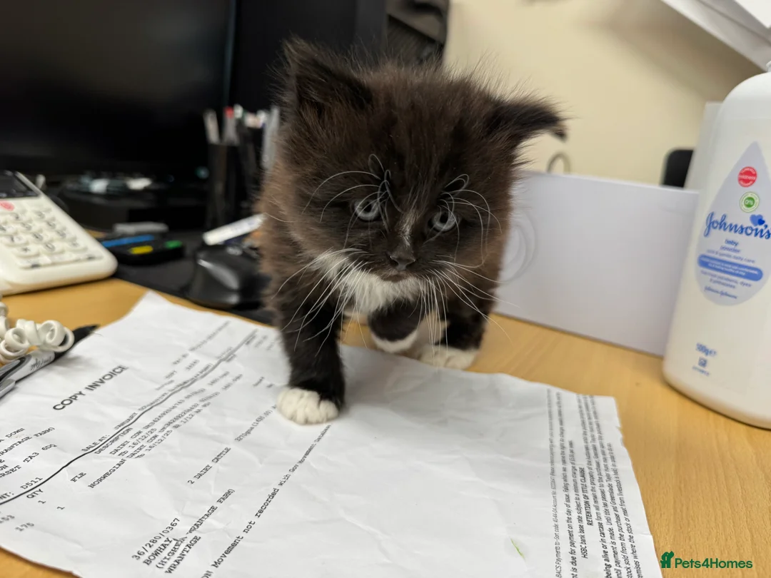 Mixed Breed cats for sale: Beautiful kittens for sale - Advert 17