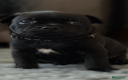 Staffordshire Bull Terrier dogs for sale: Paws Above The Rest  - Image 34