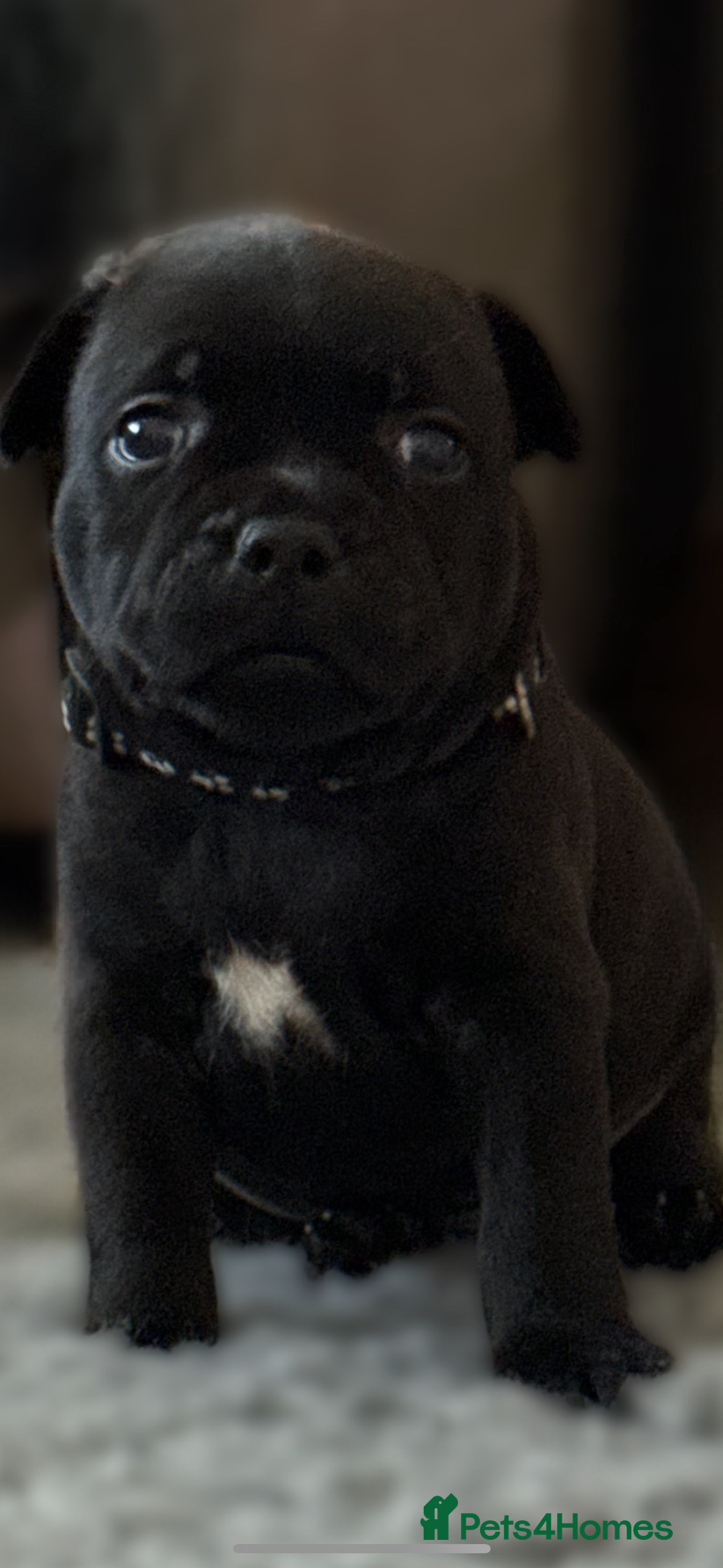 Staffordshire Bull Terrier dogs for sale: Paws Above The Rest  - Image 34