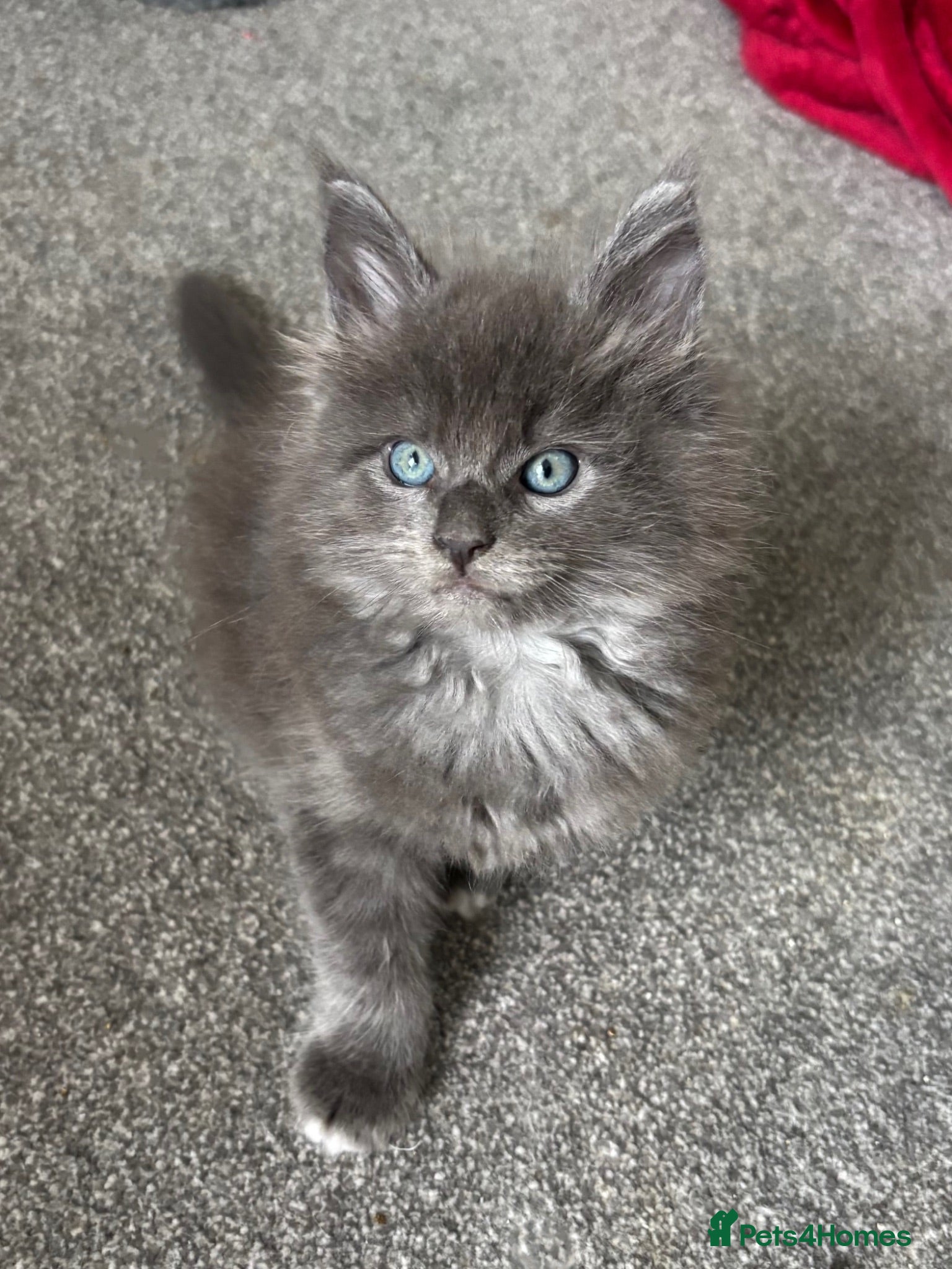 Maine Coon cats 🩷Beautiful Pedigree TICA Registered Maine Coons🩷 - Advert 17