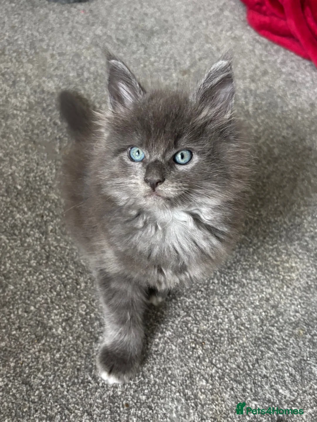 Maine Coon cats for sale: 🩷Beautiful Pedigree TICA Registered Maine Coons🩷 - Advert 1