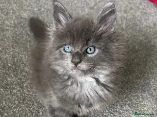 Maine Coon cats 🩷Beautiful Pedigree TICA Registered Maine Coons🩷 - Advert 3