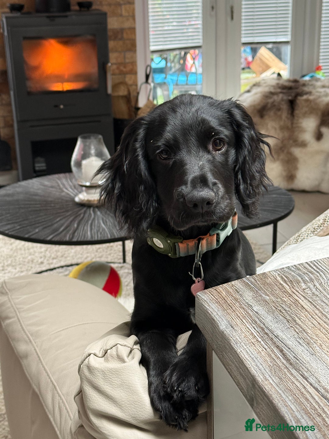 Sprocker dogs for sale: Sprocker 5 months old - Advert 3