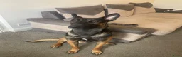Belgian Shepherd Dog dogs for sale: Me zeus - Advert 2