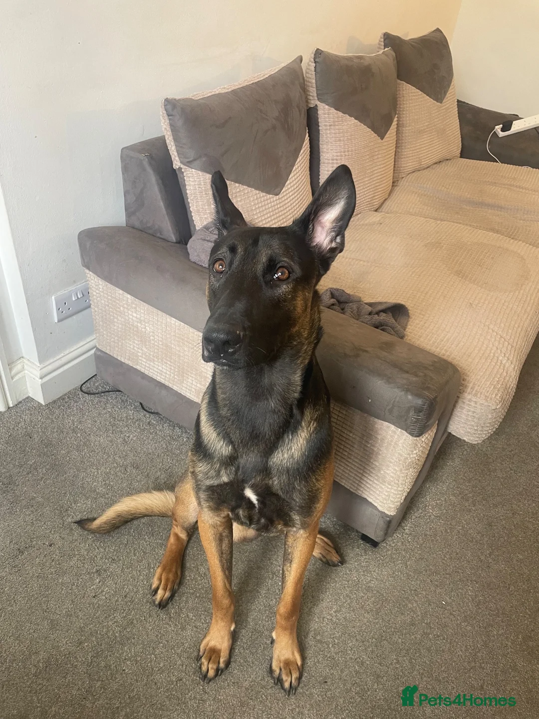Belgian Shepherd Dog dogs for sale: Me zeus - Advert 2