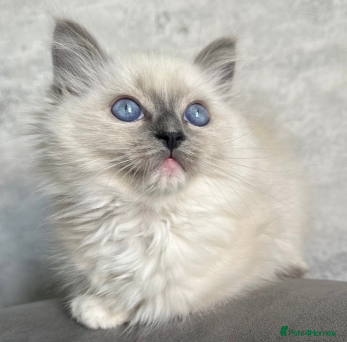 Ragdoll cats ⭐️ Meet Our Beautiful Ragdoll Babies ⭐️ - Advert 18