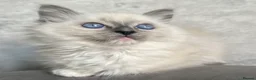 Ragdoll cats for sale: ⭐️ Meet Our Beautiful Ragdoll Babies ⭐️ - Advert 9