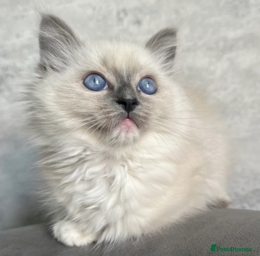 Ragdoll cats for sale: ⭐️ Meet Our Beautiful Ragdoll Babies ⭐️ - Advert 2