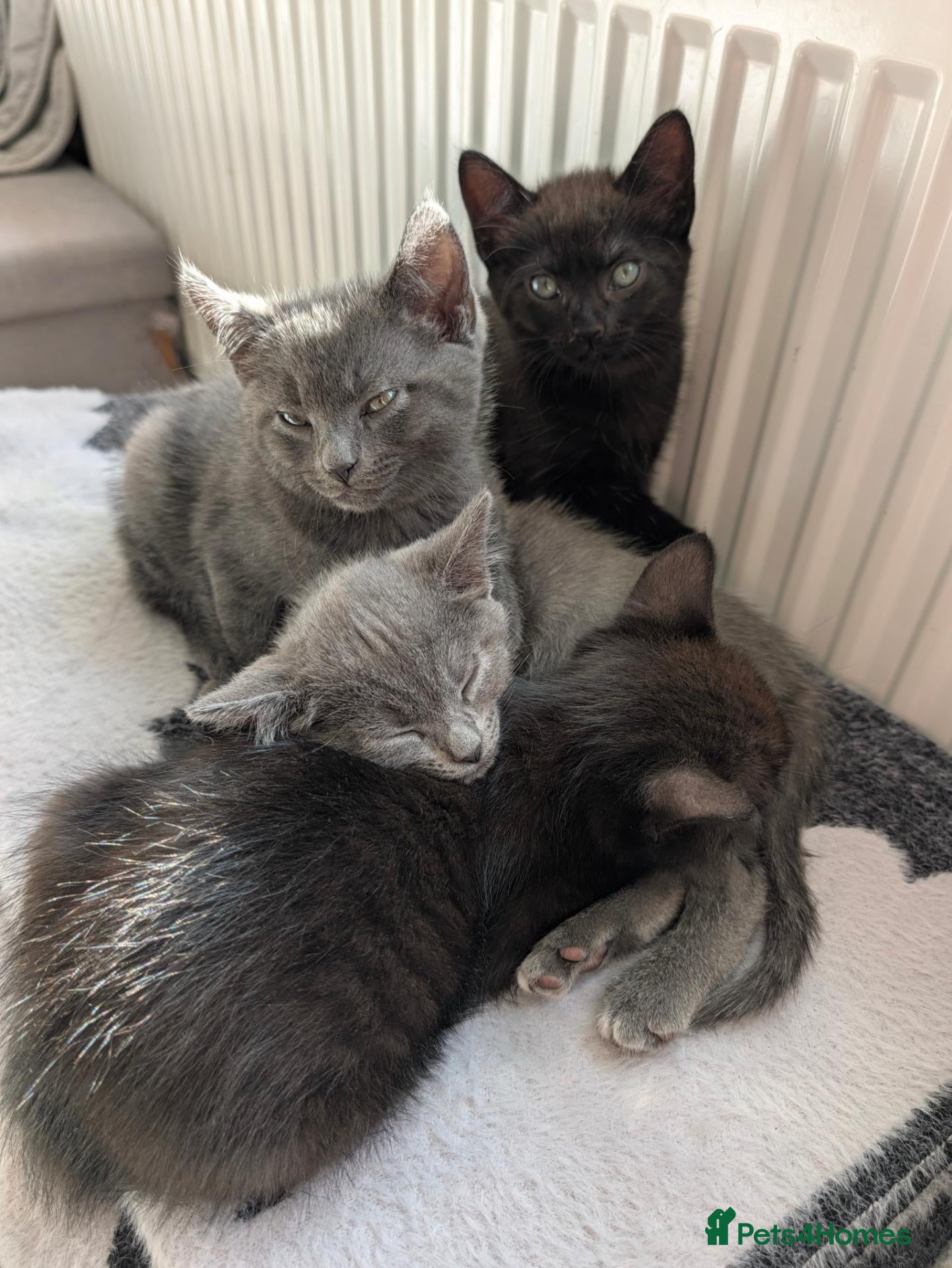 Mixed Breed cats 4 kittens for sale, ready to go - Advert 5
