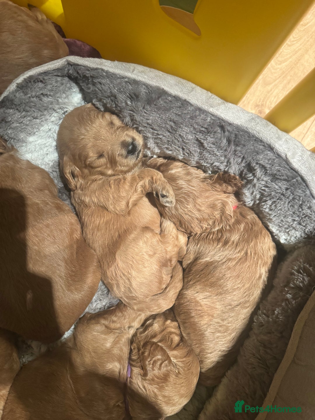Mini Goldendoodle dogs for sale: Miniature Golden Doodle Puppies - Advert 9