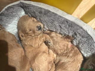 Mini Goldendoodle dogs Miniature Golden Doodle Puppies - Advert 6