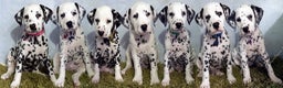 Dalmatian dogs for sale: Show Line LUA KC Dalmatian Puppies - Licensed - Advert 2