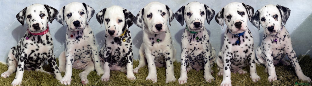 Dalmatian dogs for sale: Show Line LUA KC Dalmatian Puppies - Licensed - Advert 2