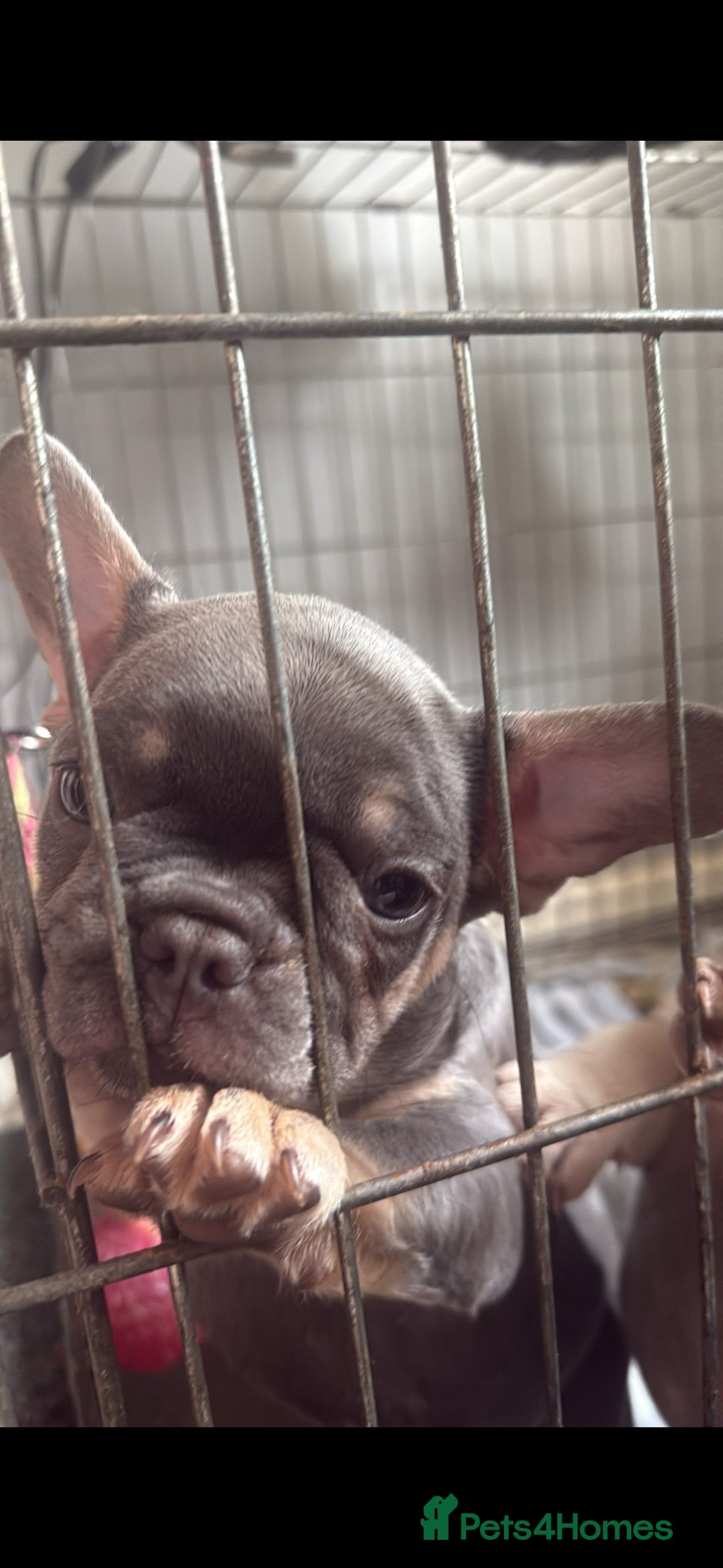 French Bulldog dogs for sale: French bulldogs  - Image 21