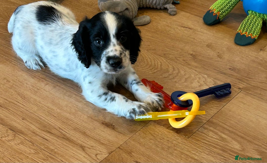 Cocker Spaniel dogs for sale: Outstanding litter KC registered working cockers  - Image 7