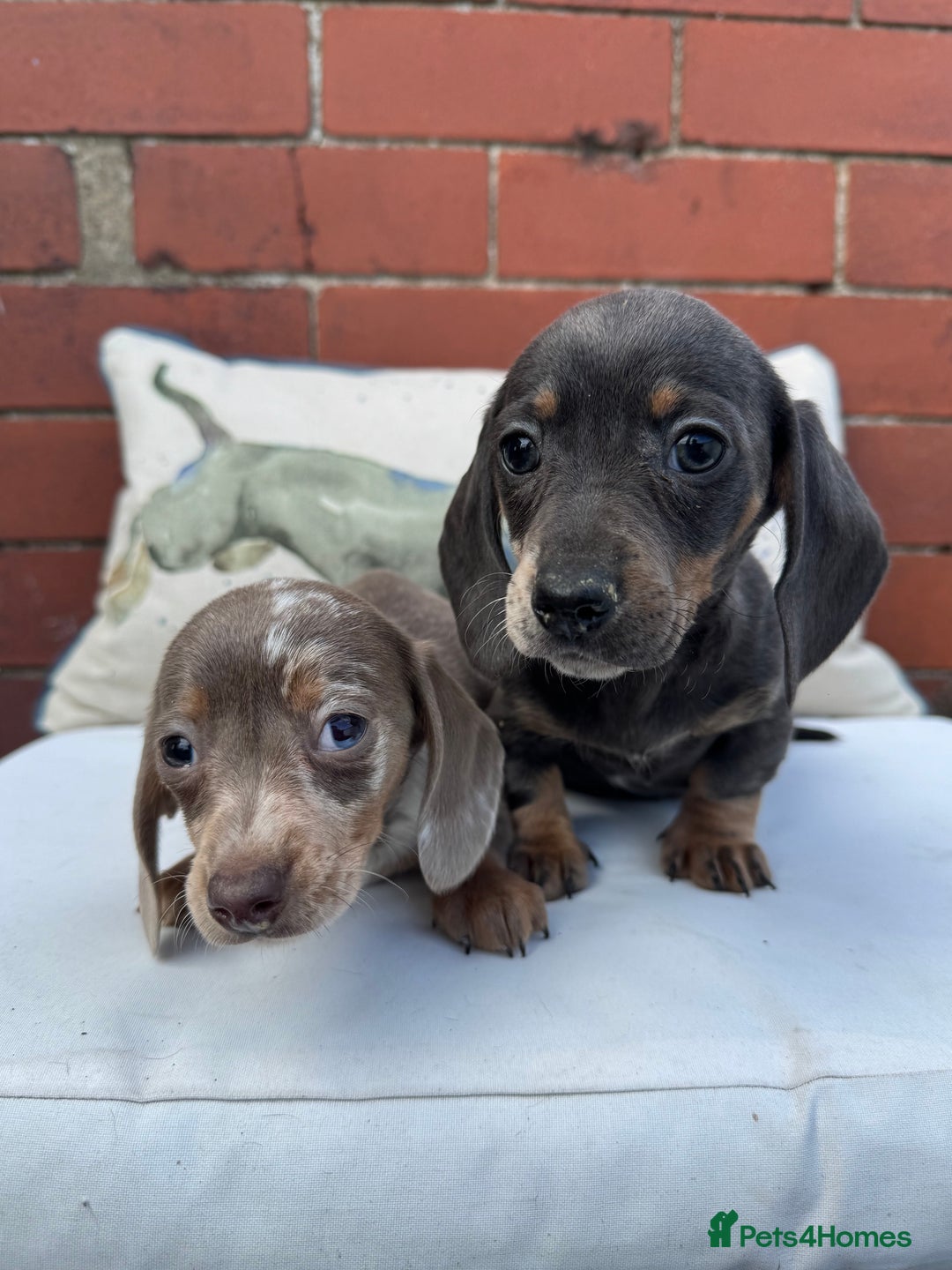 Miniature Dachshund dogs for sale: Ready now. Outstanding Mini Dachshund Pups!  - Image 3