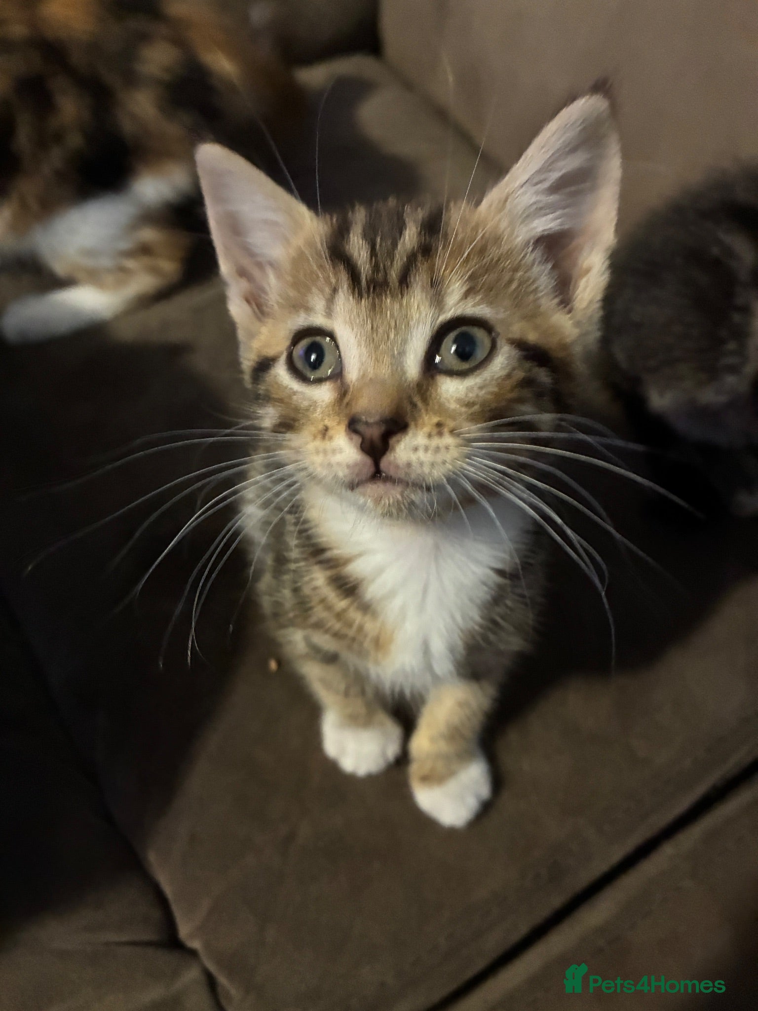 Mixed Breed cats 3 beautiful tabby kittens available 28th Aug - Advert 16