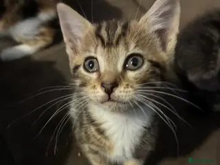 Mixed Breed cats 3 beautiful tabby kittens available 28th Aug - Advert 16