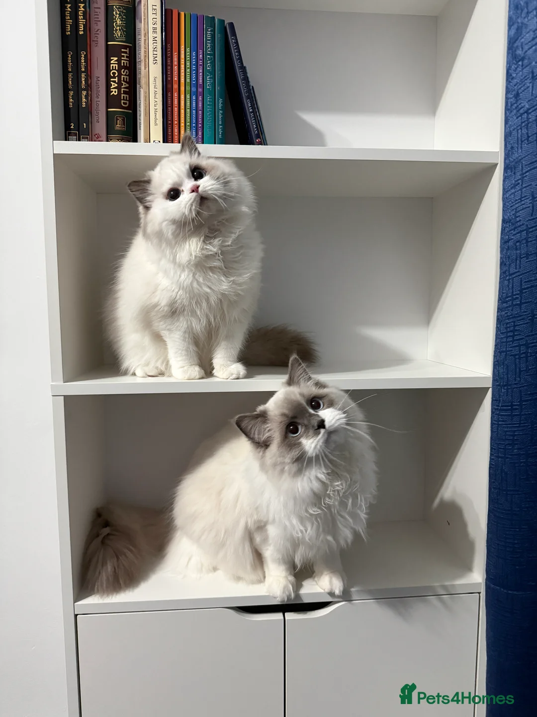 Ragdoll cats for sale: 2 ragdolls cats Tigga and Mimi.  in Birmingham - Advert 2