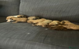 Shih Tzu dogs for sale: Beautiful litter or imperial Shih Tzu puppies  - Advert 19