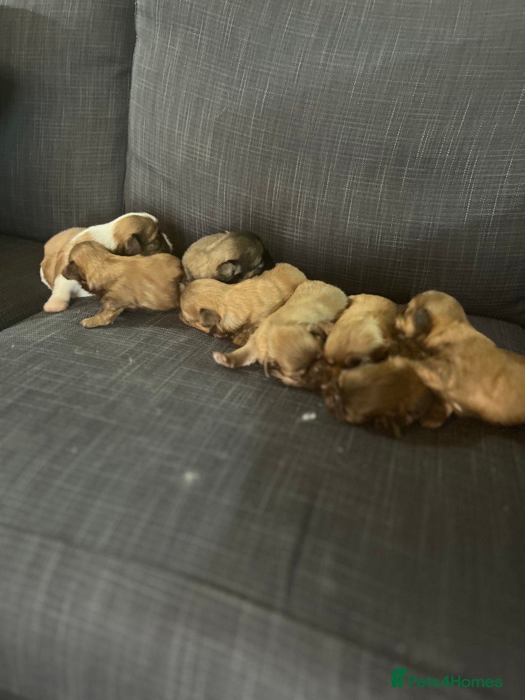 Shih Tzu dogs for sale: Beautiful litter or imperial Shih Tzu puppies  - Advert 19