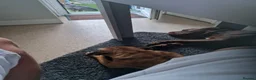 Cane Corso dogs for sale: Italian Cane Corso in Atherstone - Advert 7