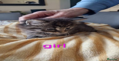 Domestic Shorthair cats - Advert 6