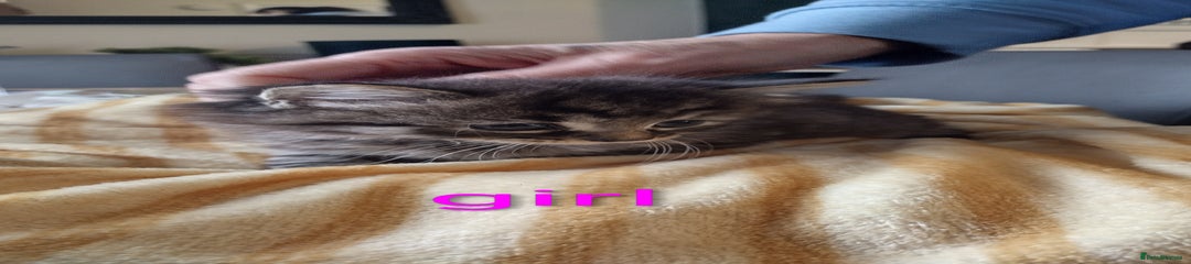 Domestic Shorthair Kitten 4