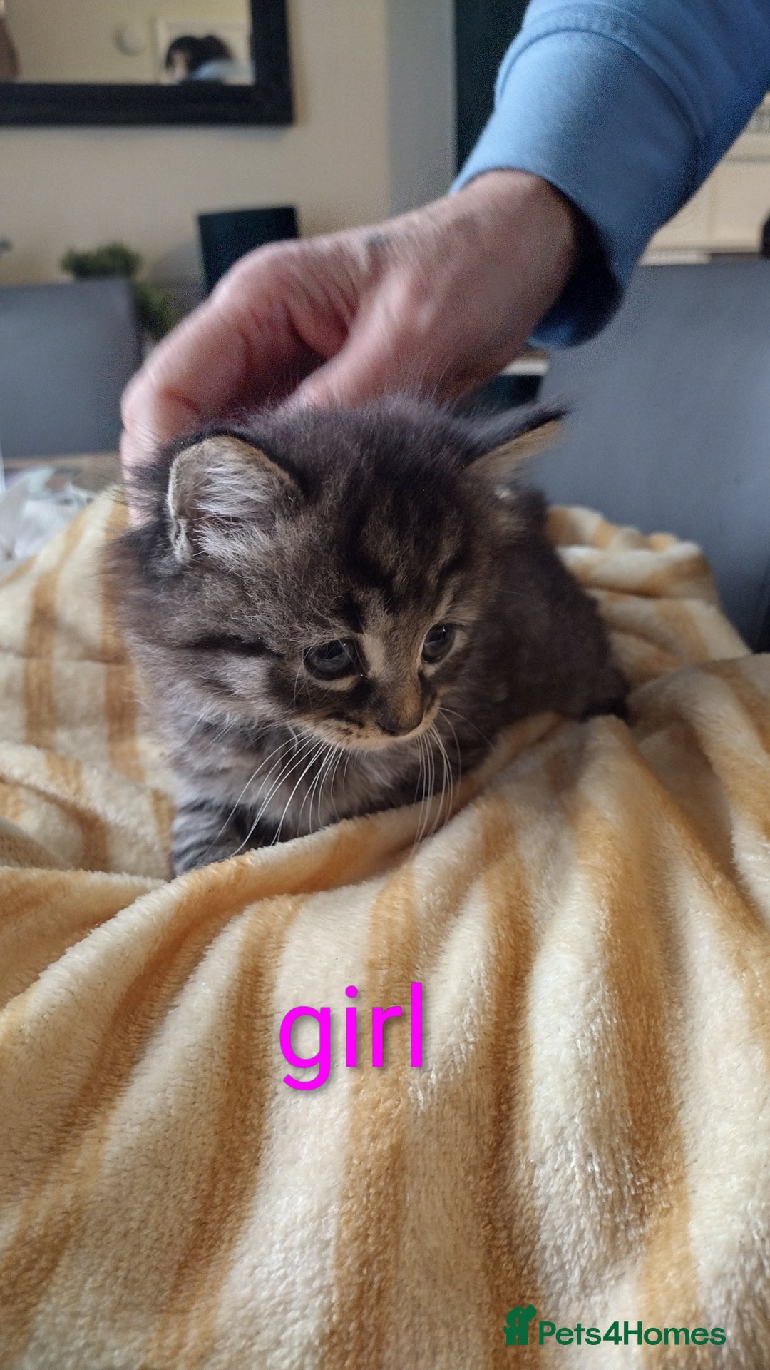 Domestic Shorthair cats for sale: Kittens for sale  - Image 2