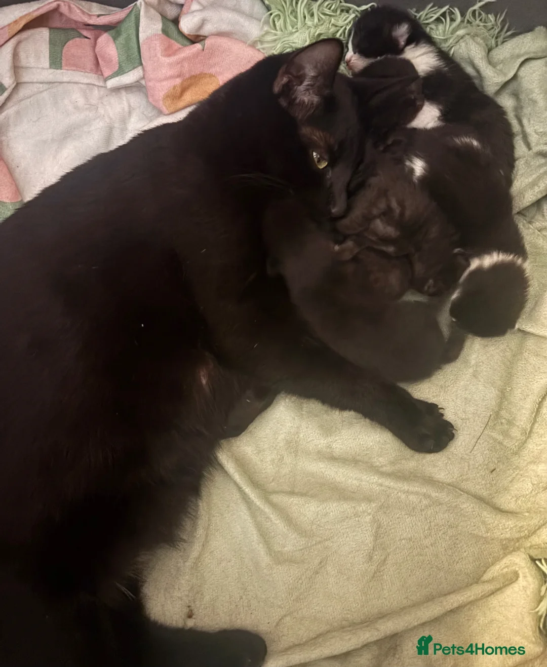 Scottish Fold cats for sale: mixed breed kittens  - Advert 9