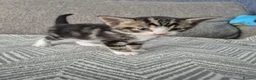 Mixed Breed cats for sale: beautiful little of kittens  - Advert 8
