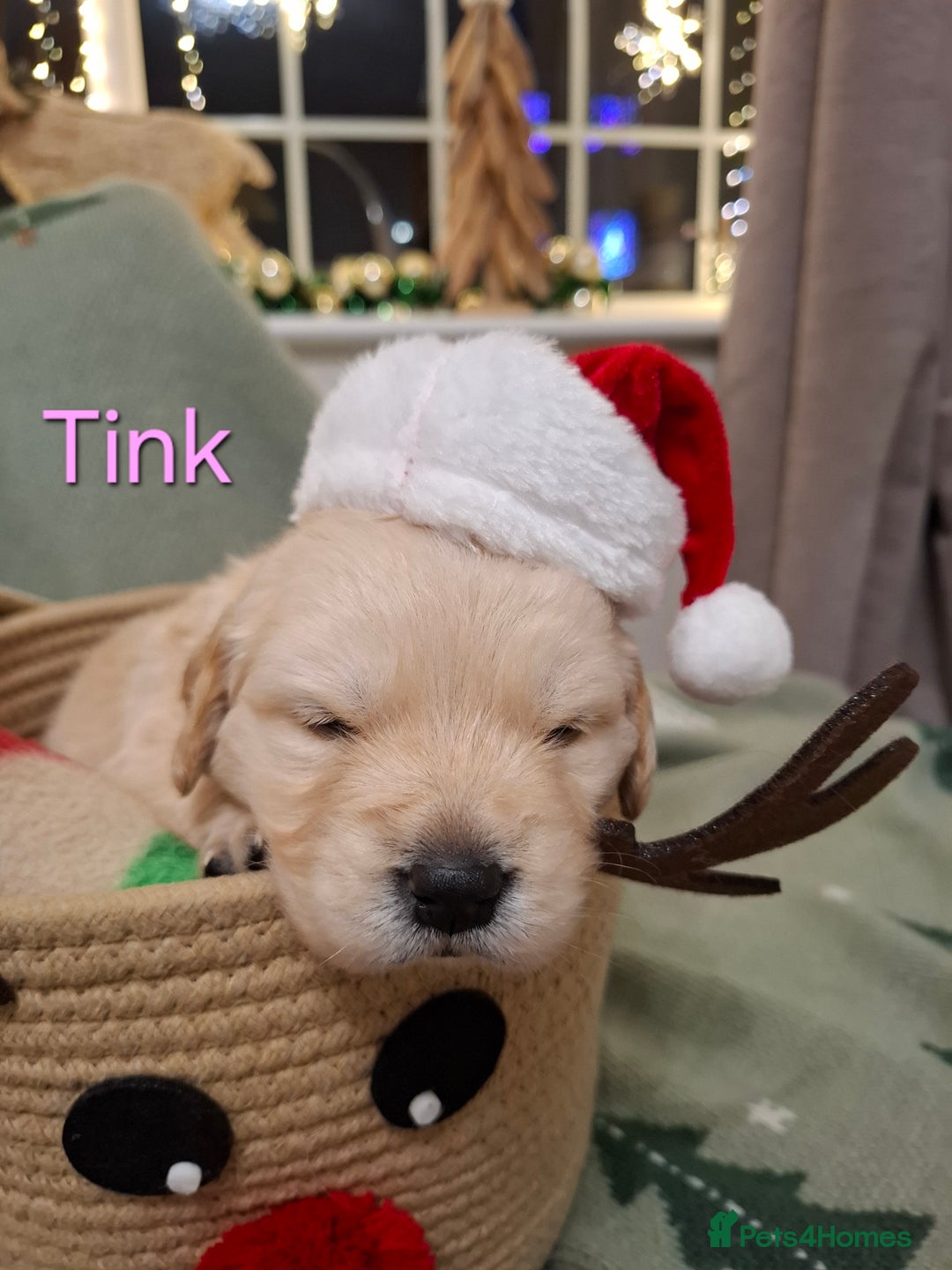 Golden Retriever dogs for sale: KC reg golden retriever puppies - Advert 38