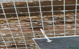 Finches birds for sale: Young Zebra finches for sale in East London E12 - Image 7