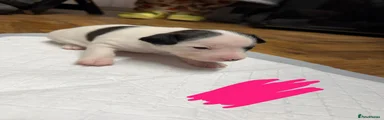 Jack Russell 5