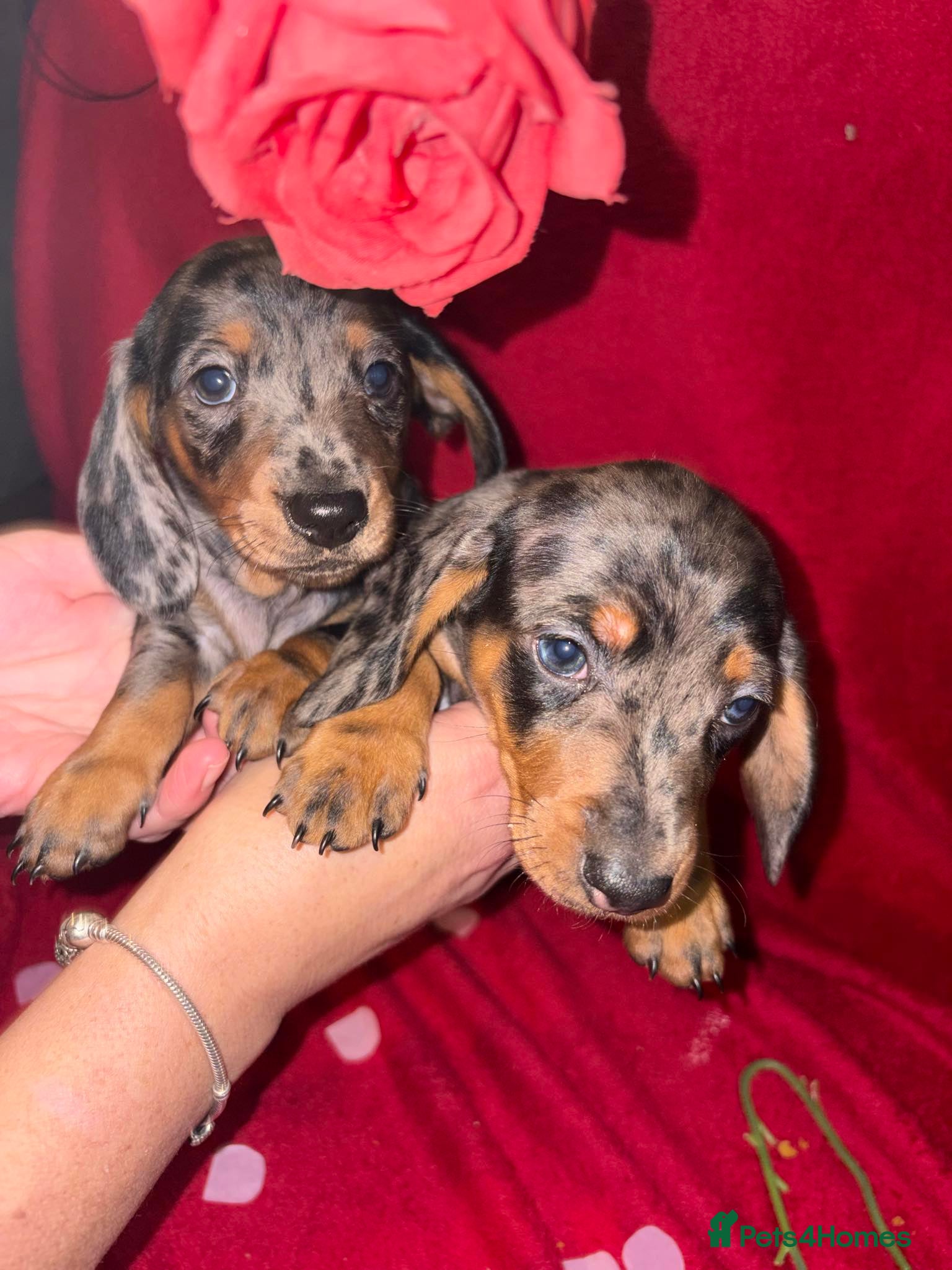 Dachshund dogs Beautiful dachshund puppy  - Advert 15