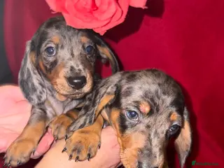 Dachshund dogs Beautiful dachshund puppy - Advert 15