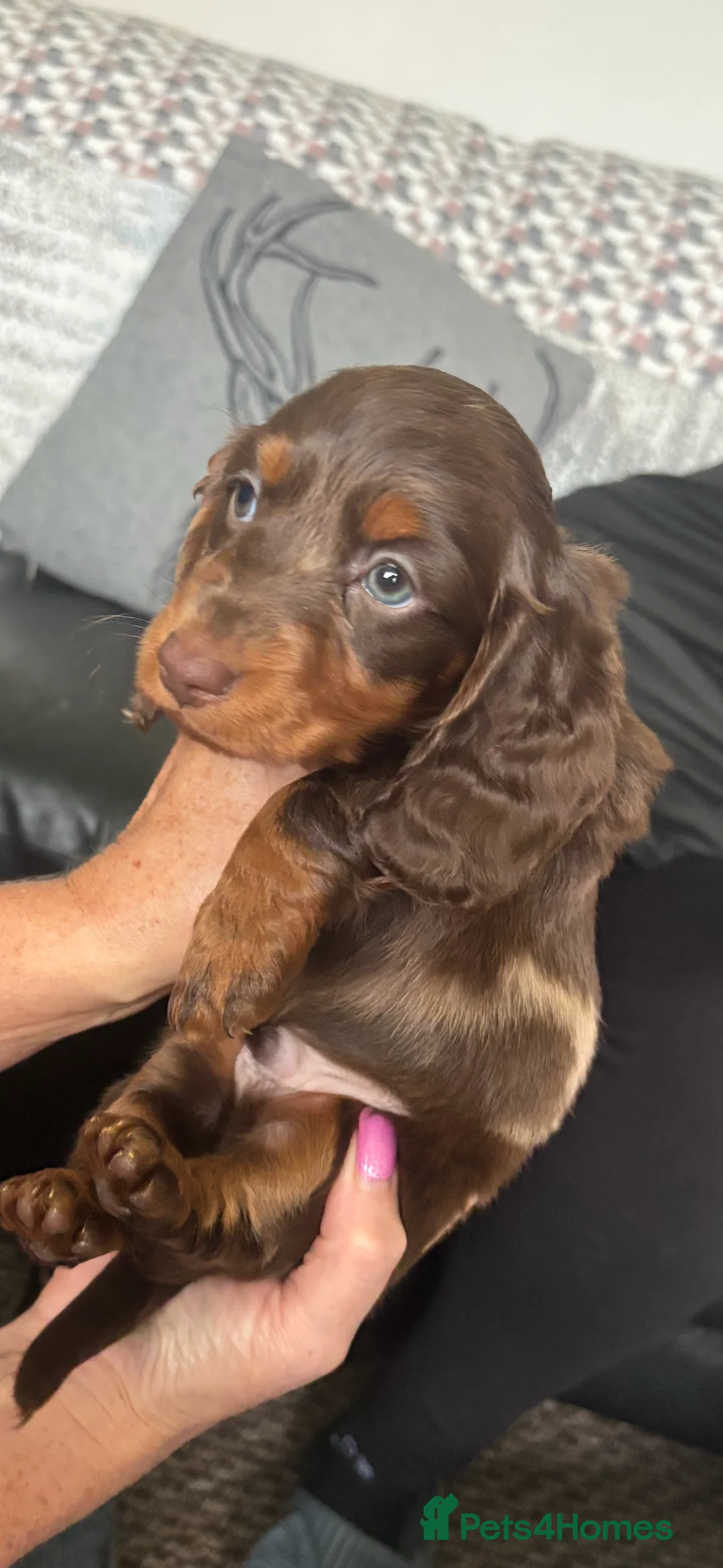 Dachshund dogs for sale: Miniature dachshund puppies 🐶long: smooth hair  - Advert 14