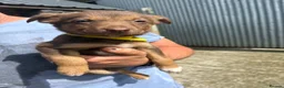Mixed Breed dogs for sale: Lovely Border Collie x Australian Kelpie Pups   in Llanrwst - Advert 7