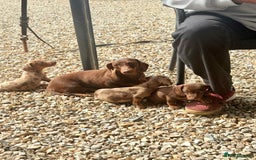 Dachshund dogs for sale: Miniature dashound puppies  - Image 11