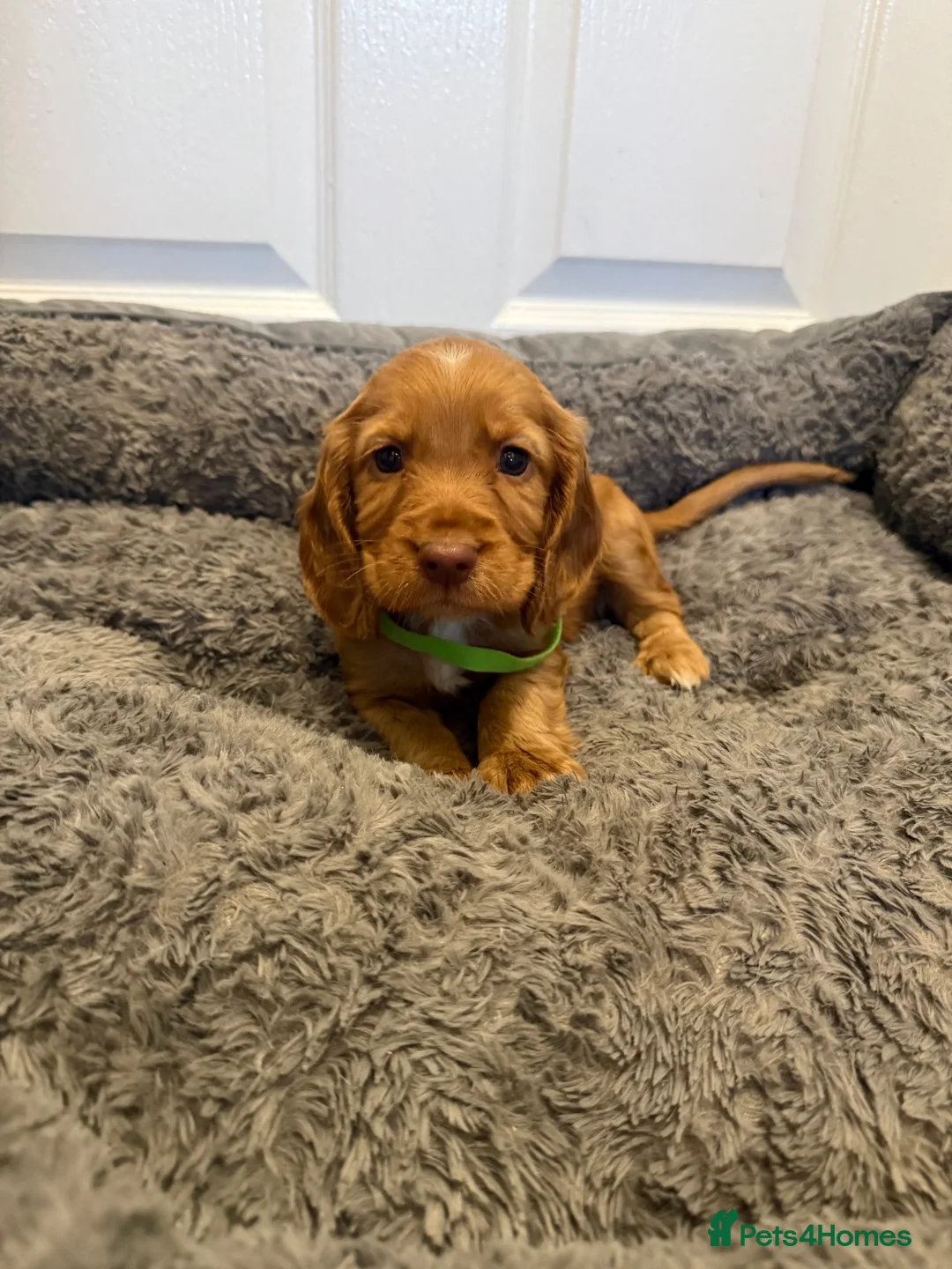 Cocker Spaniel dogs for sale: Pedigree Cocker Spaniel Puppies  - Advert 1