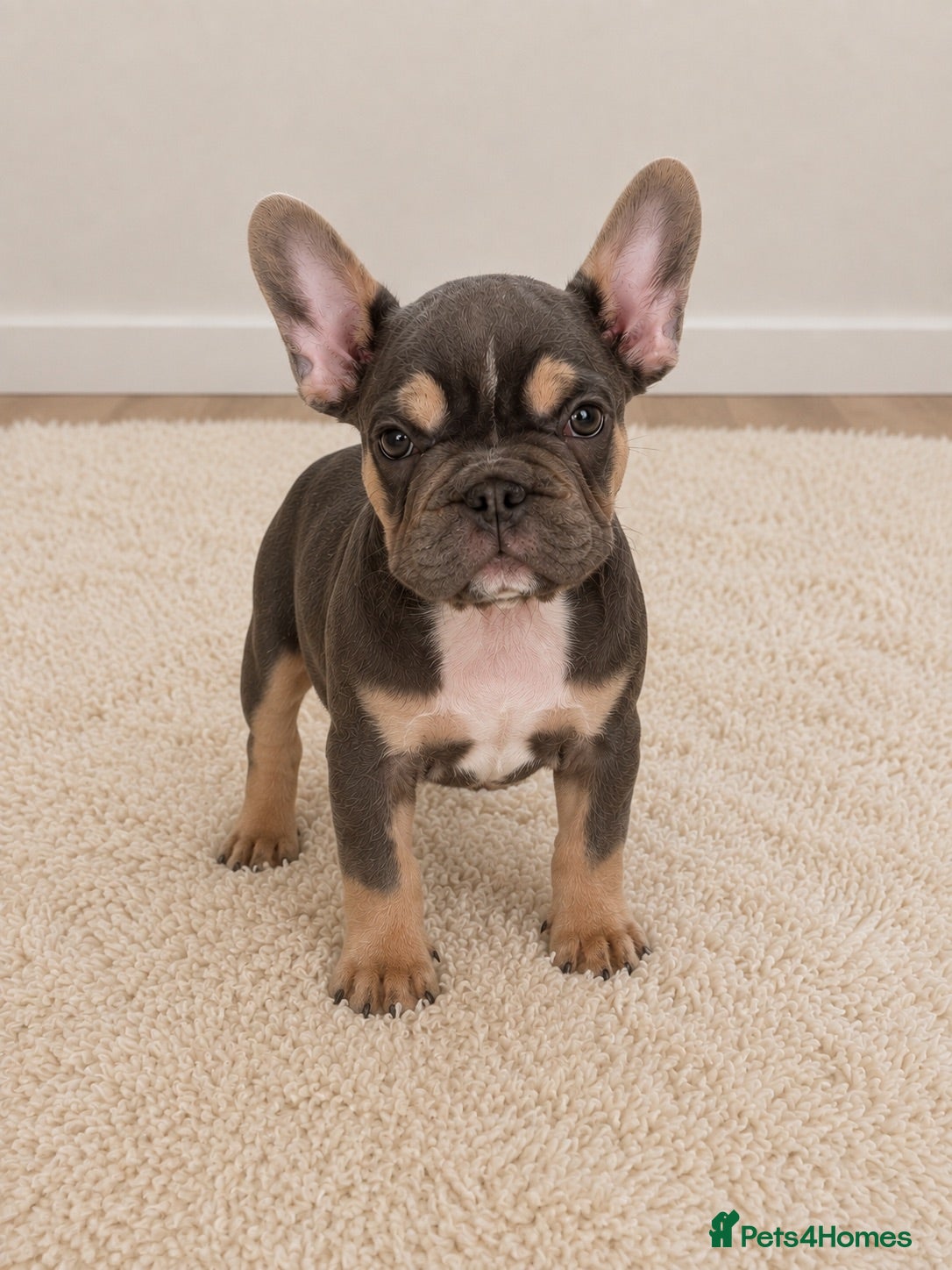 French Bulldog dogs Adorable fluffy frenchies - Advert 13